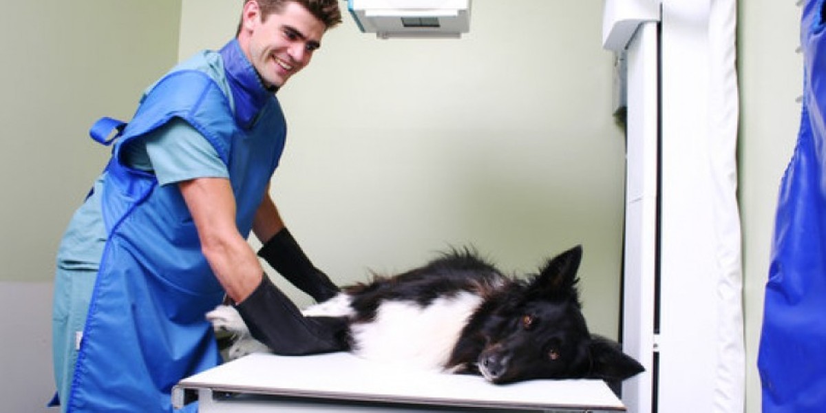 Understanding Blood Tests For Dogs