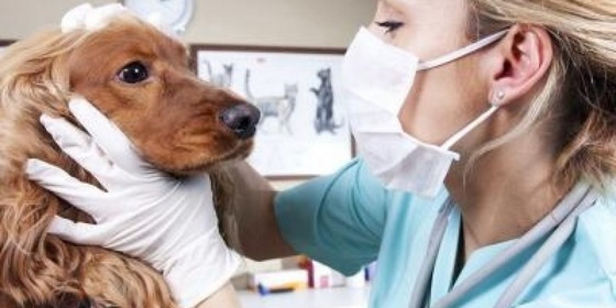 ¿Cuánto cuesta un análisis de sangre con un recuento completo en perros? Lector de mascotas