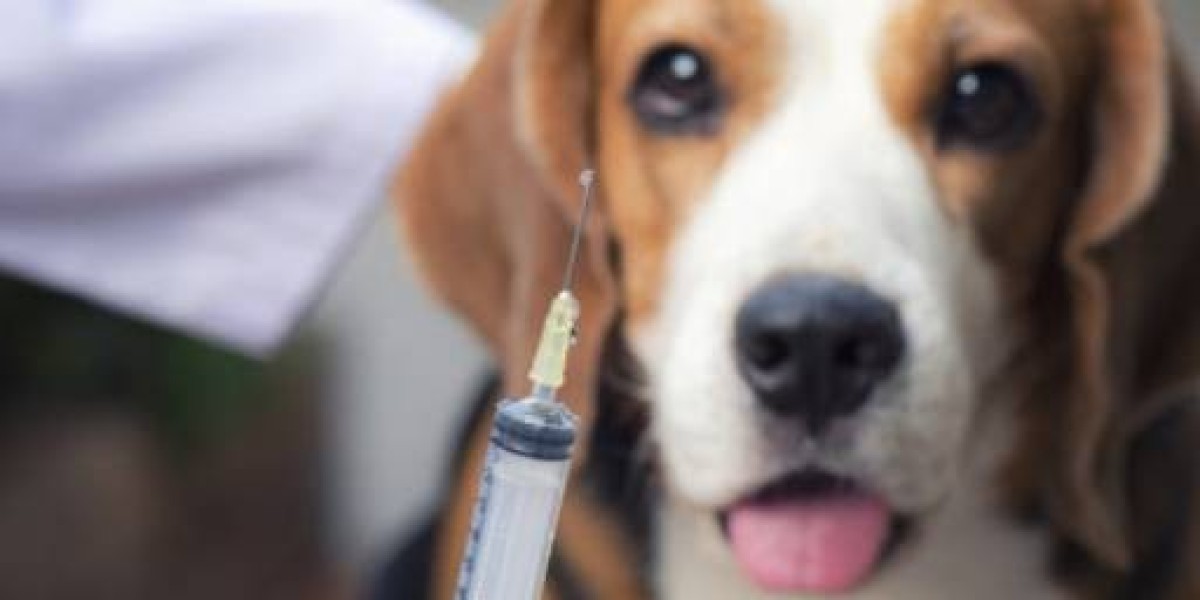 Gold Lab Vet: A Revolução nos Testes Hormonais para a Saúde de Cães e Gatos