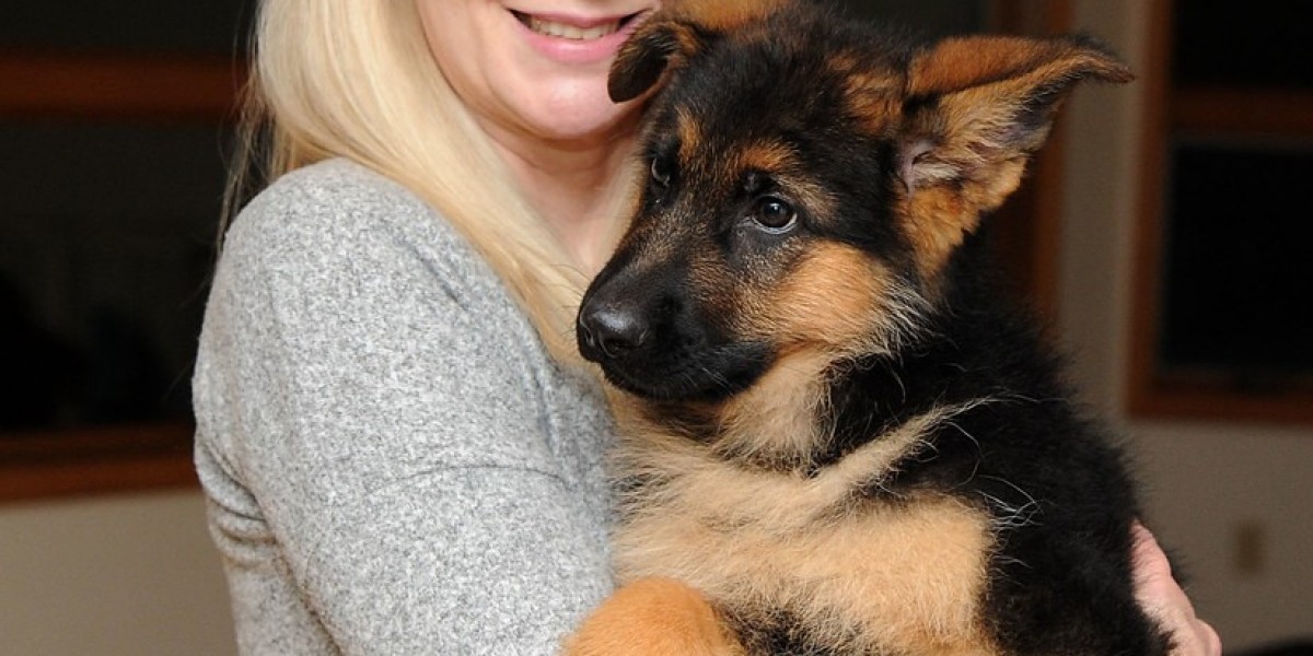 Was Kostet Ein Reinrassiger Schäferhund? Ein Leitfaden für potenzielle Hundebesitzer